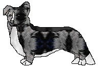 jillpup.jpg